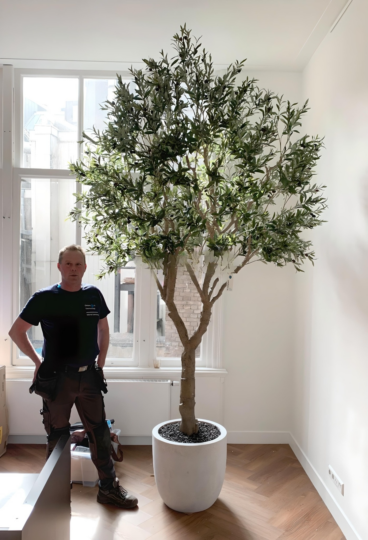 Olive Tree