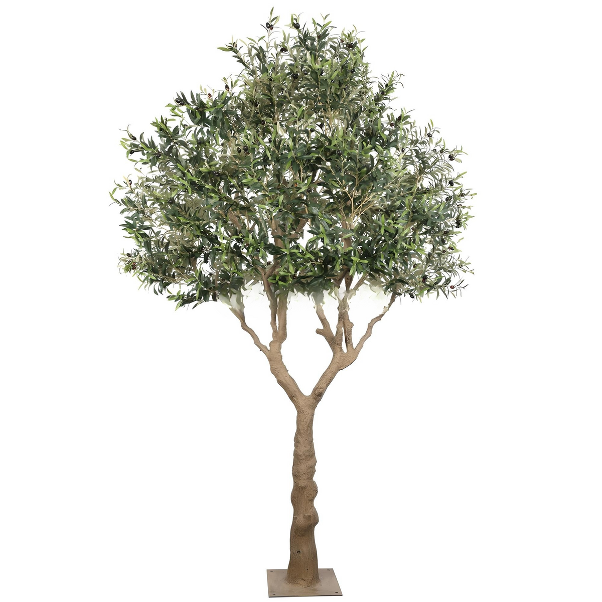 Olive Tree