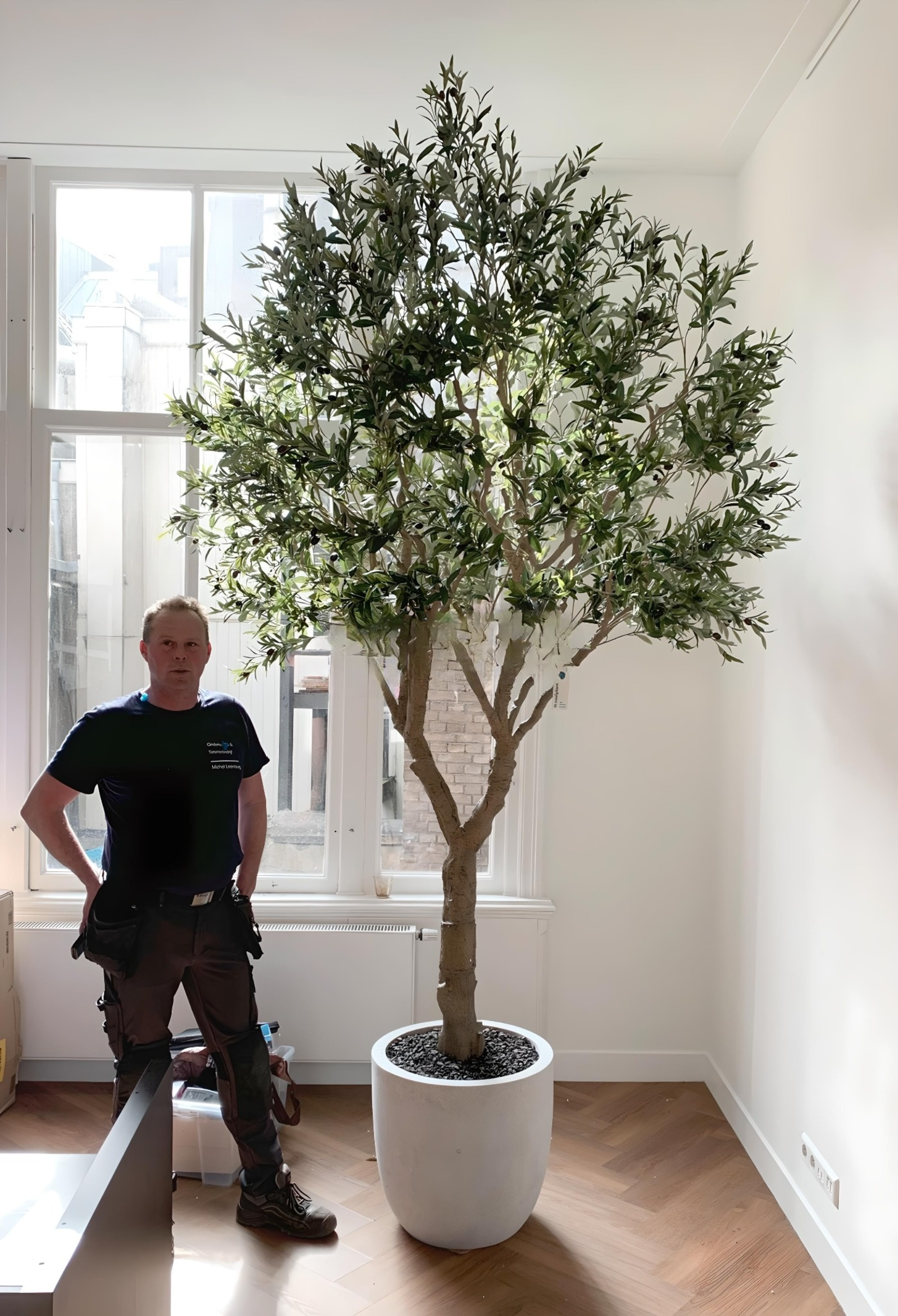 Olive Tree