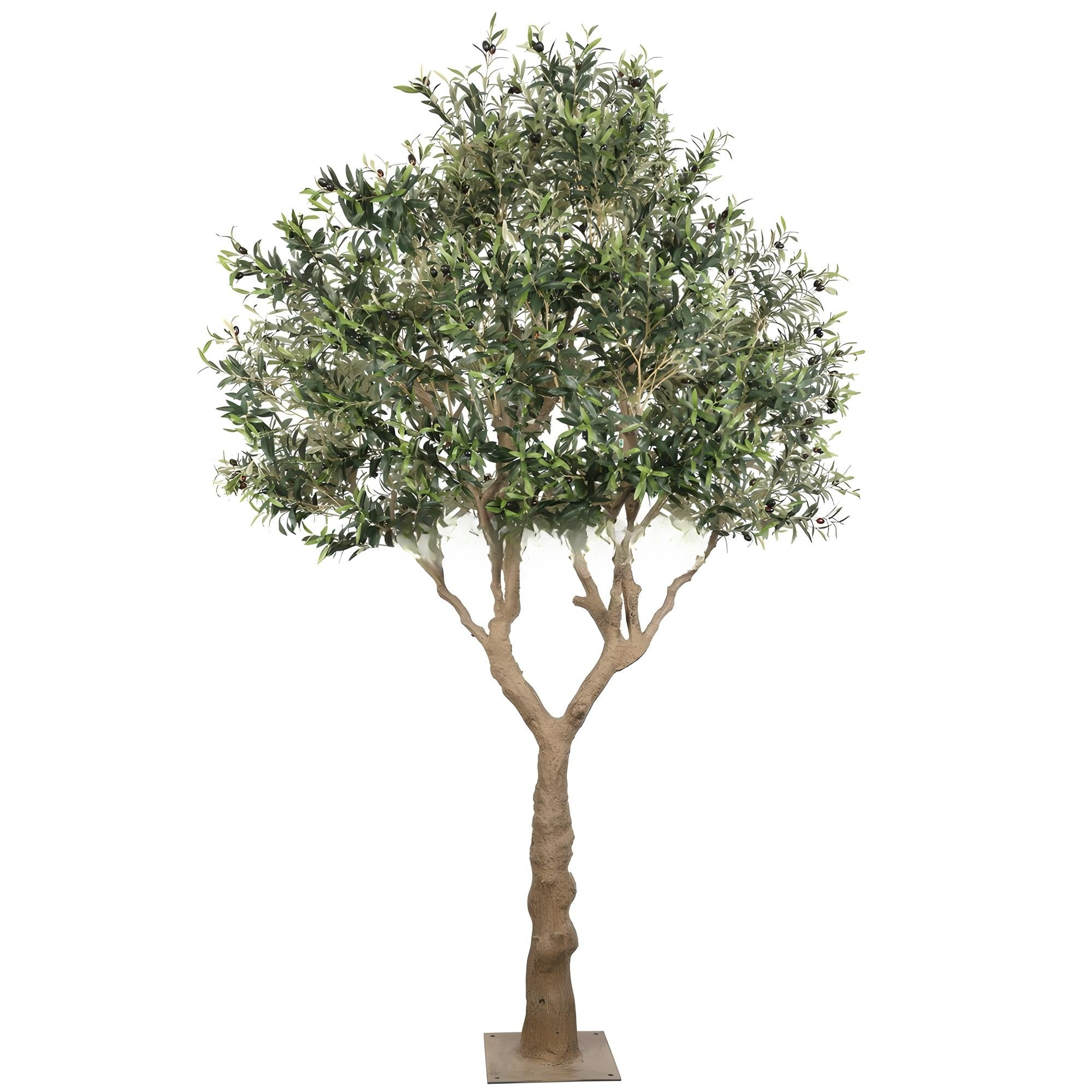 Olive Tree
