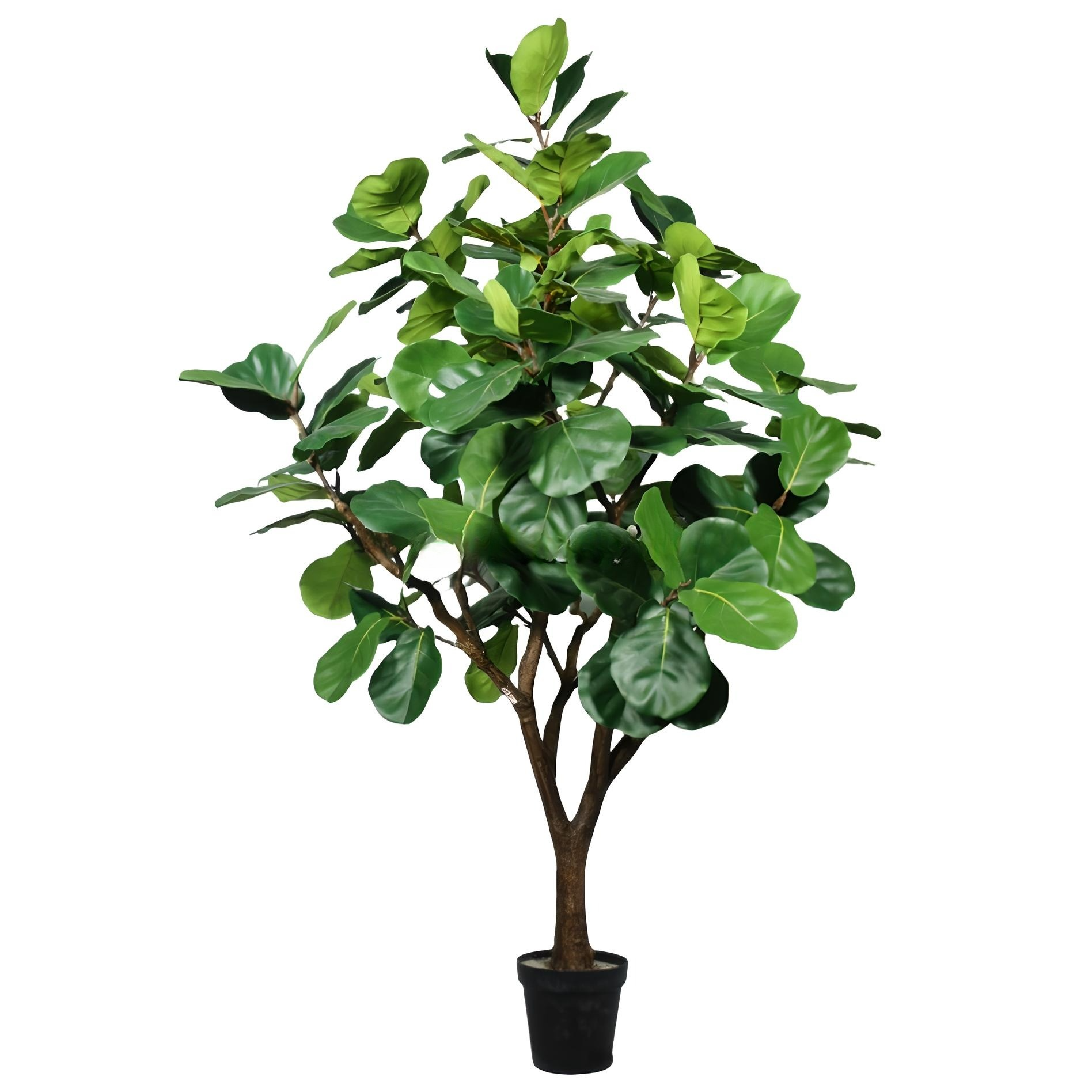 Fiddle Leaf